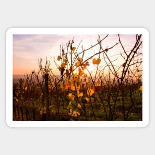 Autumnal vines Sticker